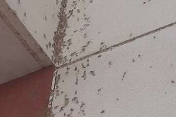 Vecinos de El Ejido claman ayuda ante una plaga de mosquitos (Foto TA)